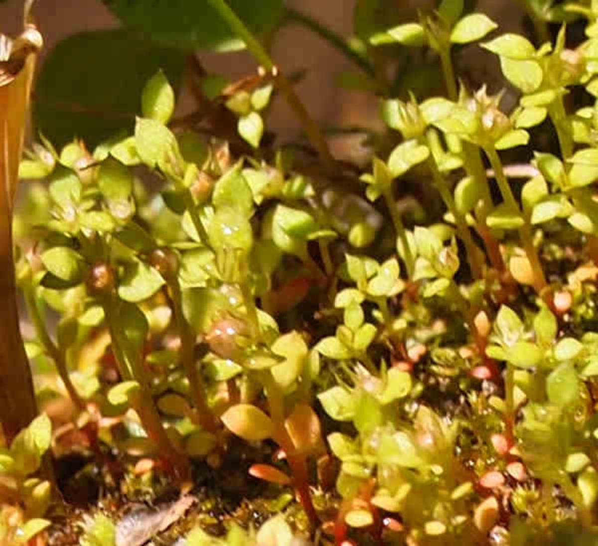 Chaffweed, Pimpernel, Dwarf flower